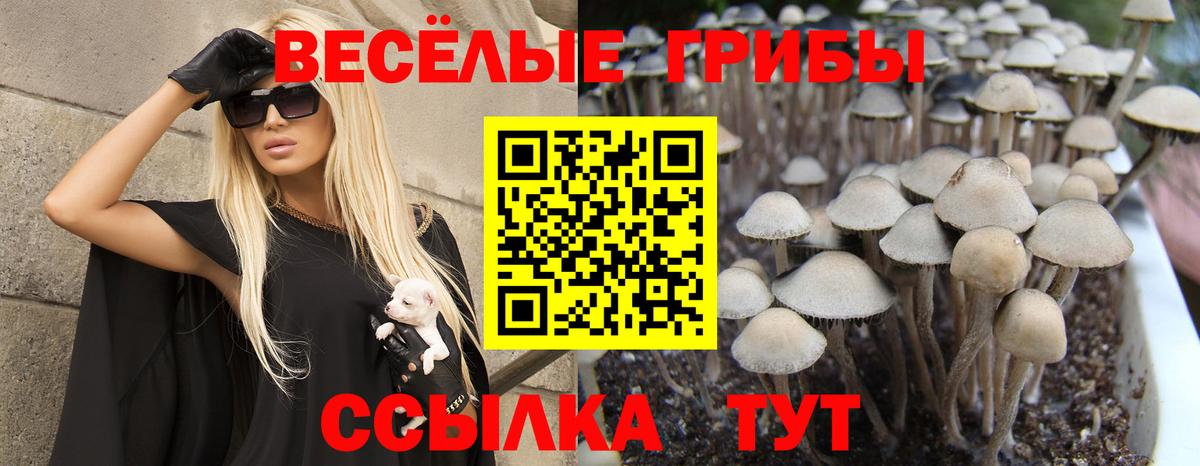 Псилоцибиновые грибы Psilocybe  Псилоцибиновые грибы прущие грибы  сколько стоит  Вход с VPN  Щёлково 